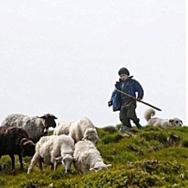 Маленький закарпатец следит в горах за овцами