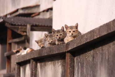 Івано-франківці просять визнати котів частиною екосистеми