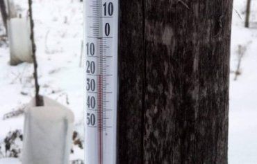 Ужгородські ківі витримали 20-градусні морози і снігові замети.