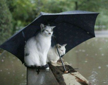 Сильный дождь с градом в Ужгороде придется переждать под зонтом