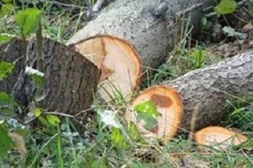 В Закарпатье лесхоз легализировал незаконно срубленный лес