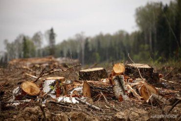 Из-за ненадлежащей охраны лесных ресурсов незаконно вырубывались деревья