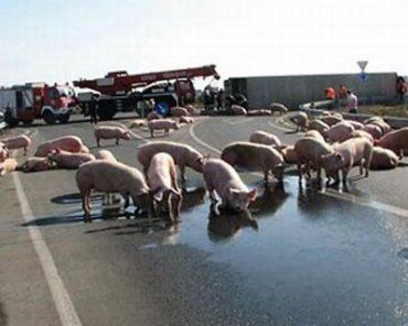 Свиньи сбежали из потерпевшего аварию автопоезда