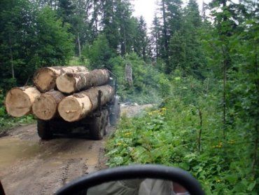 За 9 месяцев в одном районе Закарпатья вырубили леса на 550000