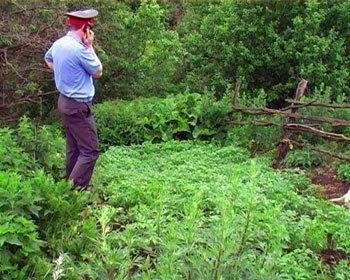 В Ужгороде пенсионеры активно занялись выращиванием конопли на своем участке