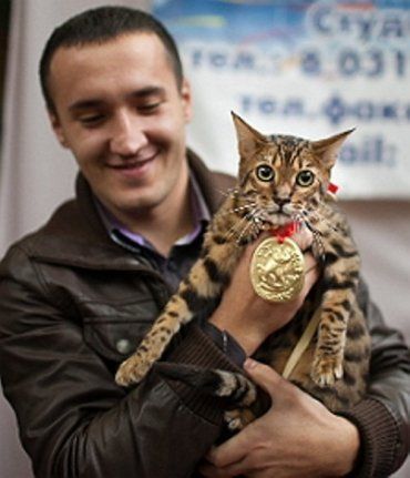 Победитель конкурса кот ЛЕО получил Гран-при выставки