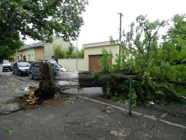 Сильный ветер натворил бед в Ужгороде - упали деревья