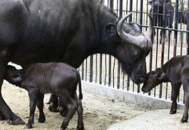 Молоко буйволиц полезно для тех, кто болеет туберкулезом и бронхитом
