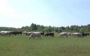 В Закарпатье выращивают уникальный вид коров
