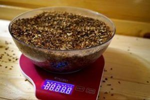 Вартість 100 грам насіння закарпатського кедру стартує від 200 доларів