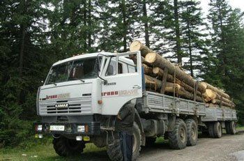 В национальном парке “Синевир” незаконно рубят лес