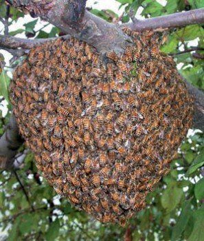 В Ужгороде пчелы напугали людей
