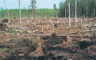 Незаконна вирубка лісів продовжується у Карпатах.