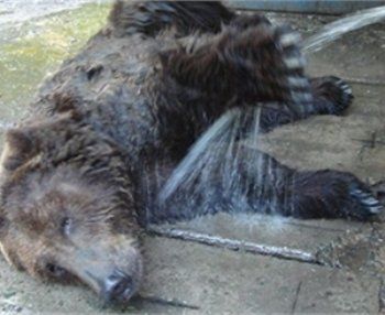У Днепропетровска хотели забрать медведей в реабилитационный центр на Закарпатье