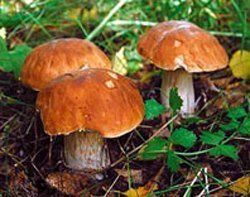 Съедобными грибами тоже можно отравиться
