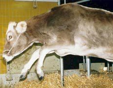 Корова, больная «коровьем бешенством»