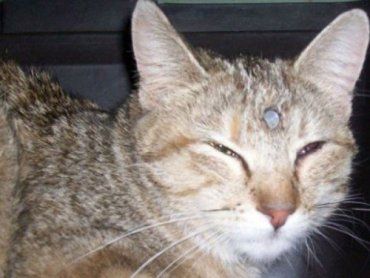 В Америке нашли живого котенка с 7,5-см гвоздем в голове