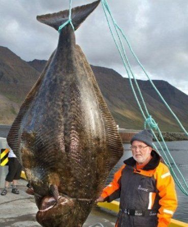 Рыбак из Германии поймал 220-кг палтуса!