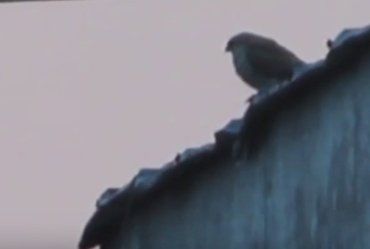 Ужгородських ворон тероризує орел-карлик.