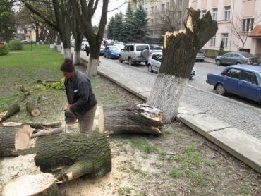 В Ужгороде от ветра упал клен и дал коммунальщикам работу