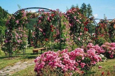 Под Ужгородом расцвел розарий из сотен сортов роз