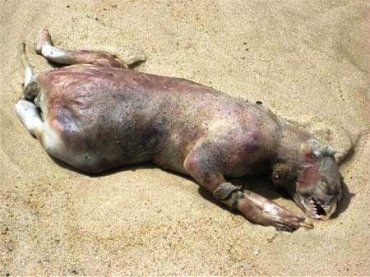 На берегу в США нашли неизвестное животное