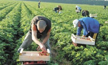 У країни Скандинавії наші заробітчани їздять збирати ягоди.