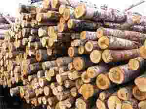 Из Украины незаконно вывозят древесину