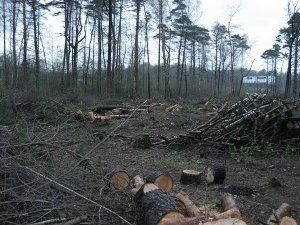В Закарпатье назаконно вырубили лес на 1,4 миллиона гривен