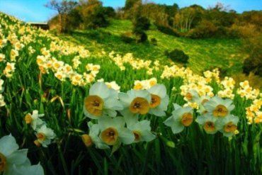 В Закарпатье начался сезон цветения Долины нарциссов