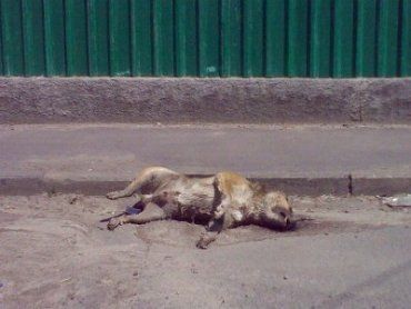 В Ужгороде массово уничтожают животных