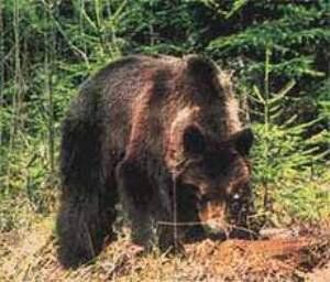 В Карпатах медведи часто нападают на диких кабанов, оленей и коров