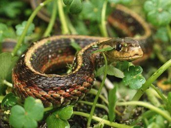 На Закарпатье летом активизируются змеи