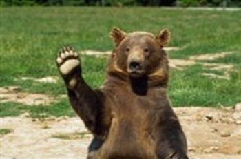 Для медведей, которые растрогали министра, уже строят вольер в Закарпатье