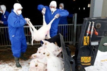 Голландия борется с козьим гриппом, уничтожая коз и овец