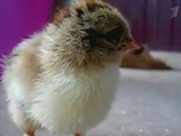 Курица на Шри-Ланке родила цыпленка, не отложив яйца