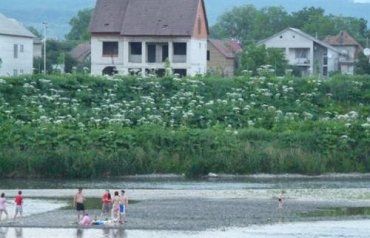 В Мукачево вдоль реки изобилует двухметровый борщевик