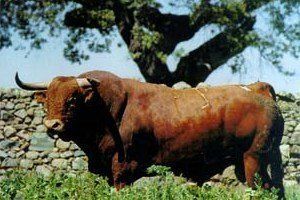 На Закарпатье бык убил своего хозяина, распоров ему живот