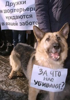 Отстрел собак среди белого дня на улицах населенных пунктов запрещен Законом Украины