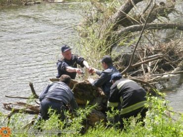 Спасатели расчистили реку Уж от приплывшего в город дерева