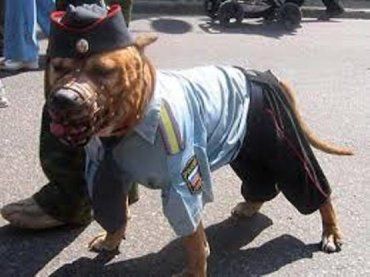 Управляющего делами Ужгородского исполкома покусала эта собака