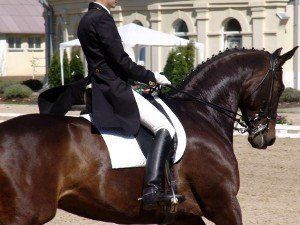 На Закарпатье состоится V конкурс лошадей гуцульской и других пород