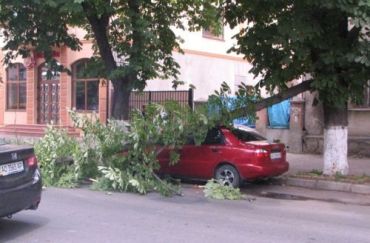 В Ужгороде дерево упало на автомобиль, никто не пострадал