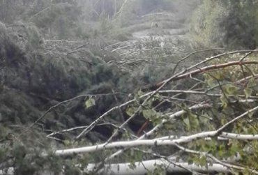 В Закарпатье ветер повалил деревья и оборвал линий электропередач