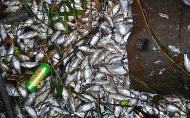 У столиці на Окружній дорозі виявили покинуту фуру, набиту зіпсованою рибою