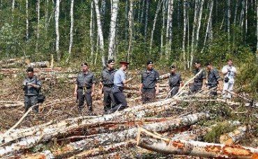 На Закарпатье вырубки лесов проходят хаотически
