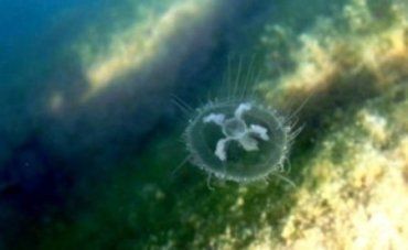 Ученые УжНУ уже не удивляются медузам в Закарпатье