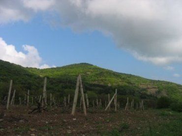 В Закарпатье выращивают виноград в пяти районах