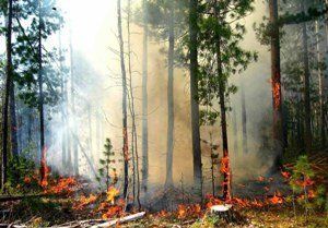 В Карпатах возможны лесные пожары