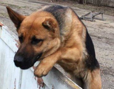 В Воловецком служебная собака помогла задержать убийцу